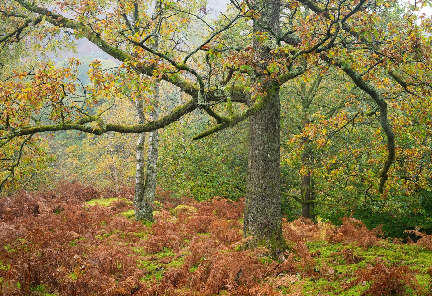Autumn woodland – a twisted oak among golden bracken and silver birch