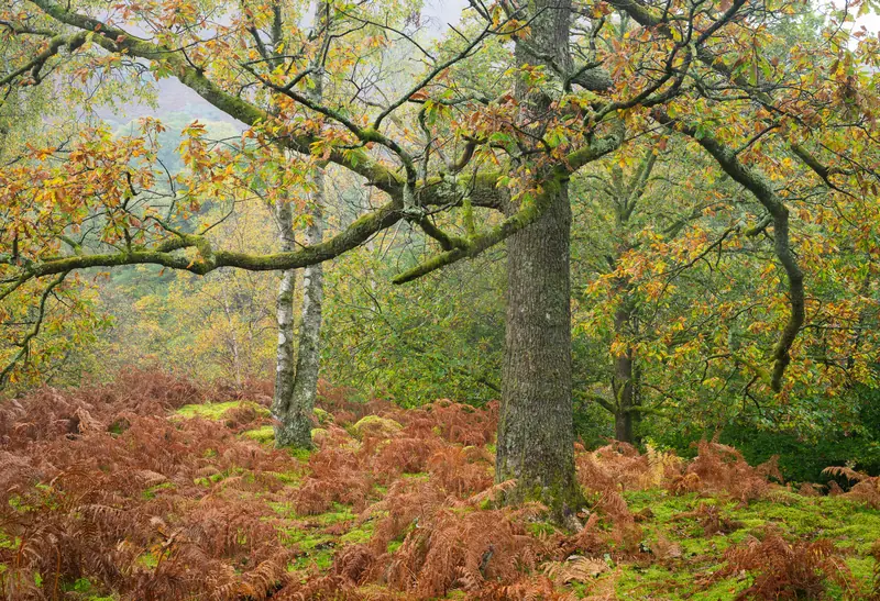 Autumn woodland photograph